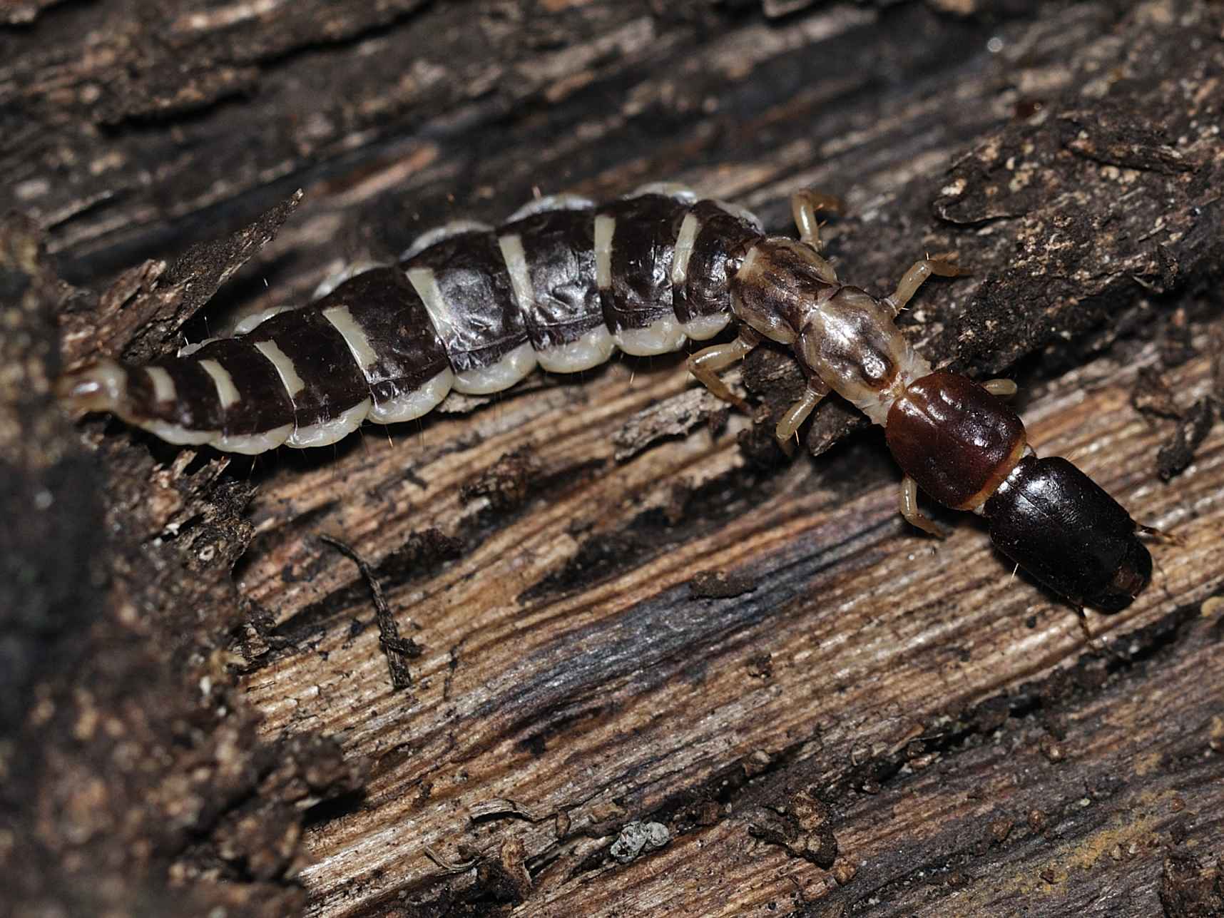 Larva di Parainocellia bicolor